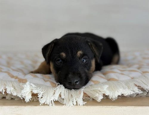 Photo of Pua, adoptable German Shepherd Dog in Fairfield, California