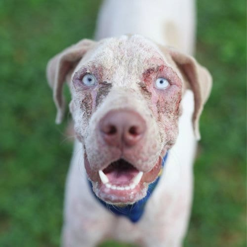 Photo of Sarge, adoptable Catahoula Leopard Dog in San Antonio, Texas