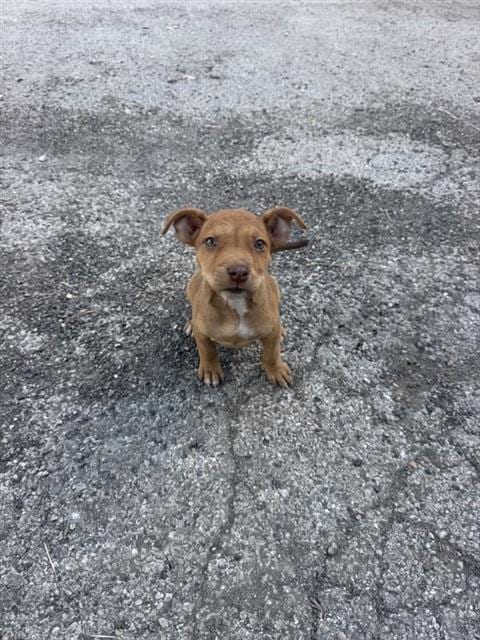 Photo of Winnie, adoptable American Staffordshire Terrier in San Antonio, Texas