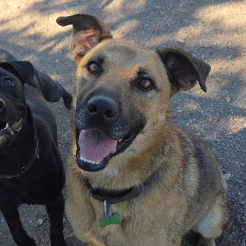 Photo of Jamie, adoptable Black Mouth Cur in Yreka, California