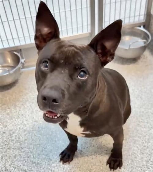 Photo of Mier Mac, adoptable Pit Bull Terrier in Houston, Texas