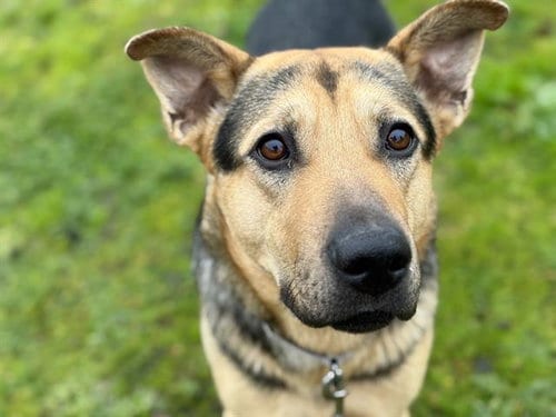 Photo of Glinda, adoptable German Shepherd Dog in Tacoma, Washington