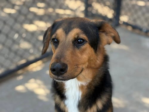 Photo of Mondo, adoptable German Shepherd Dog in Tulsa, Oklahoma