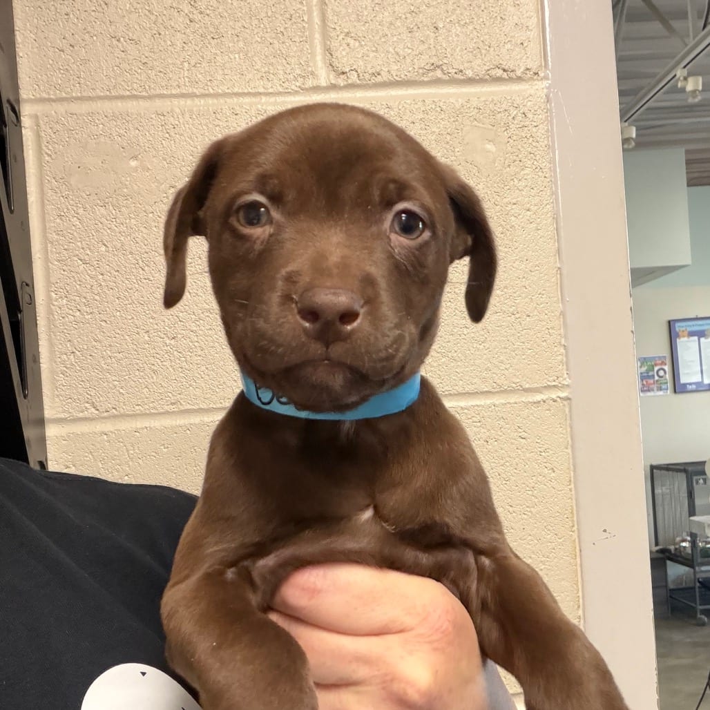 Photo of Bean, adoptable Mixed Breed (Medium) in DeKalb, Illinois
