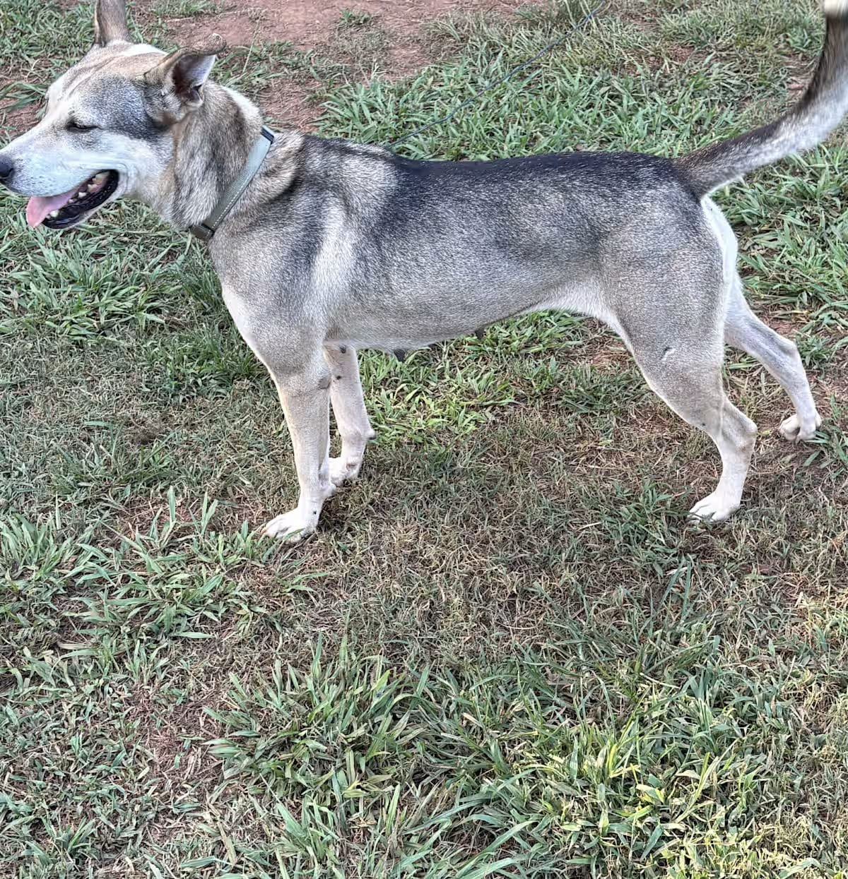 Photo of Zoe, adoptable Husky in Griffin, Georgia