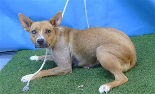 Photo of Gillian, adoptable Pit Bull Terrier in Gardena, California