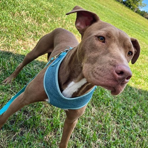 Photo of Acer, adoptable American Bulldog in Mobile, Alabama