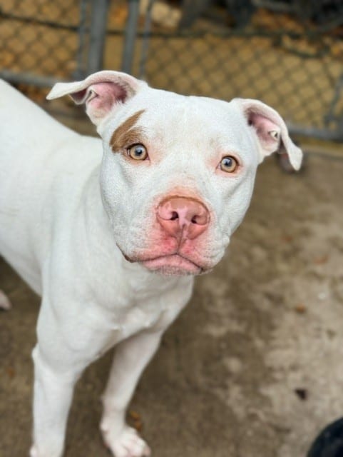 Photo of Park Place, adoptable American Pit Bull Terrier in Chicago, Illinois