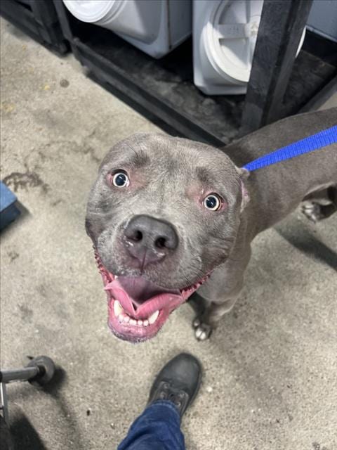 Photo of King, adoptable Pit Bull Terrier in Woodland, California