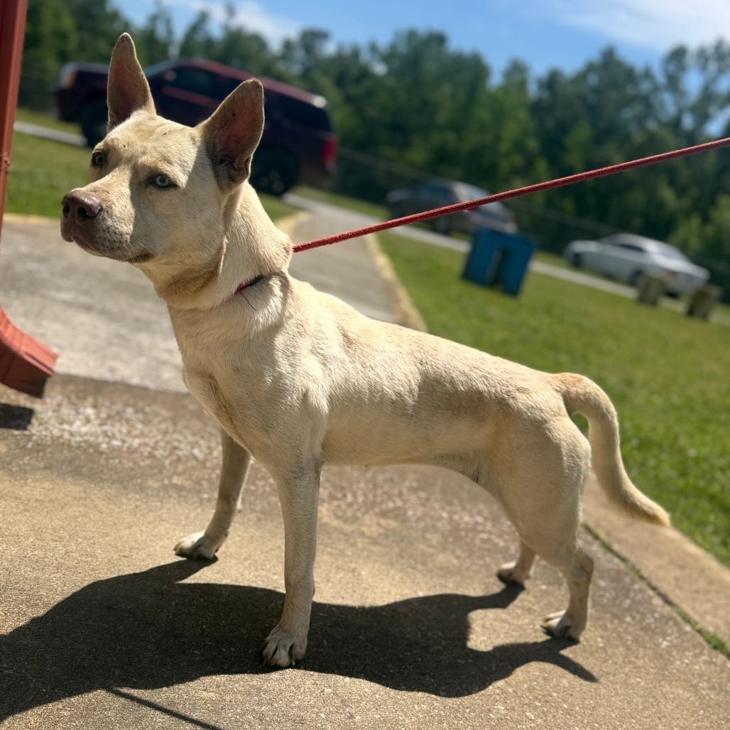 Photo of Charlie, adoptable Mixed Breed (Medium) in Corinth, Mississippi