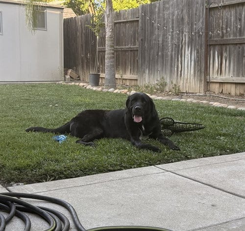 Photo of Smokey, adoptable Labrador Retriever in Elk Grove, California