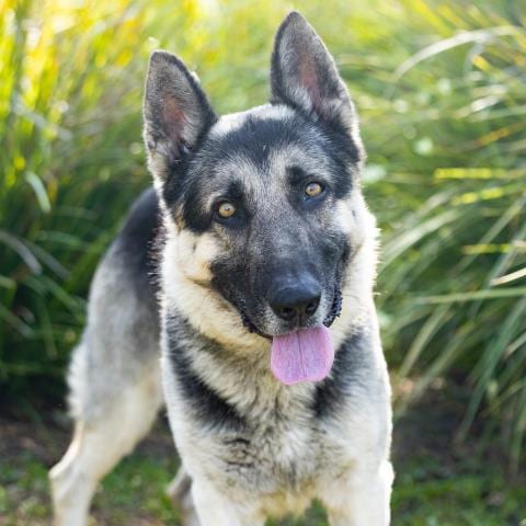 Photo of Courage, adoptable German Shepherd Dog in Camarillo, California