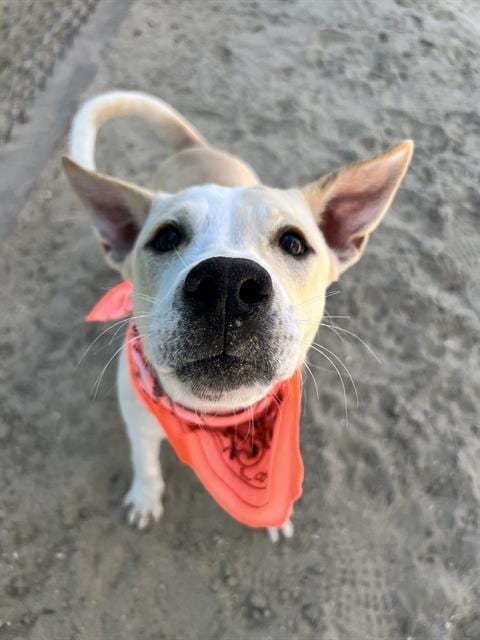 Photo of Carly, adoptable Labrador Retriever in Thousand Palms, California
