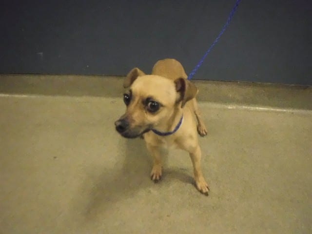 Photo of Cookie, adoptable Rat Terrier and Chihuahua - Smooth Coated in Miami, Florida
