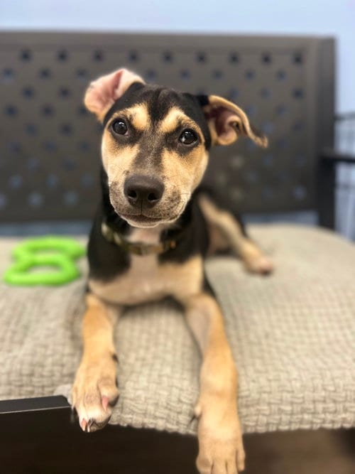 Photo of V, adoptable Unknown breed in Cliffwood, New Jersey