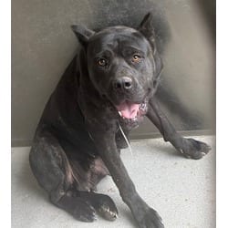 Photo of Coco, adoptable Cane Corso in Lancaster, California