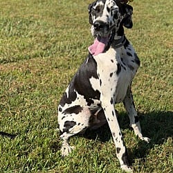 Photo of Booker, adoptable Great Dane in Bullard, Texas