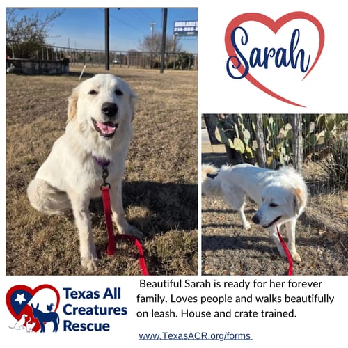 Photo of Sarah, adoptable Great Pyrenees in Lillian, Texas