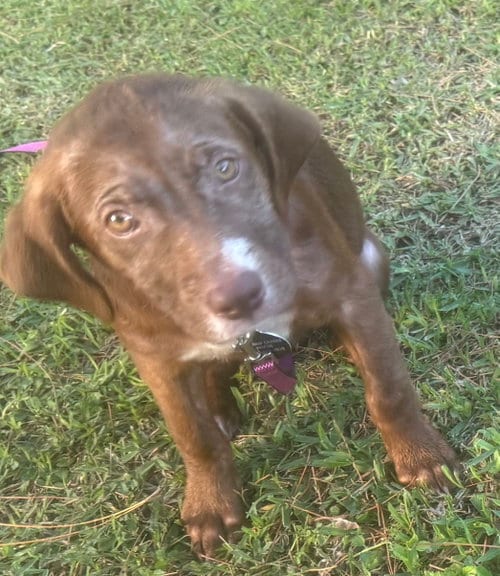 Photo of Rosalee, adoptable Labrador Retriever in Royal Palm Beach, Florida