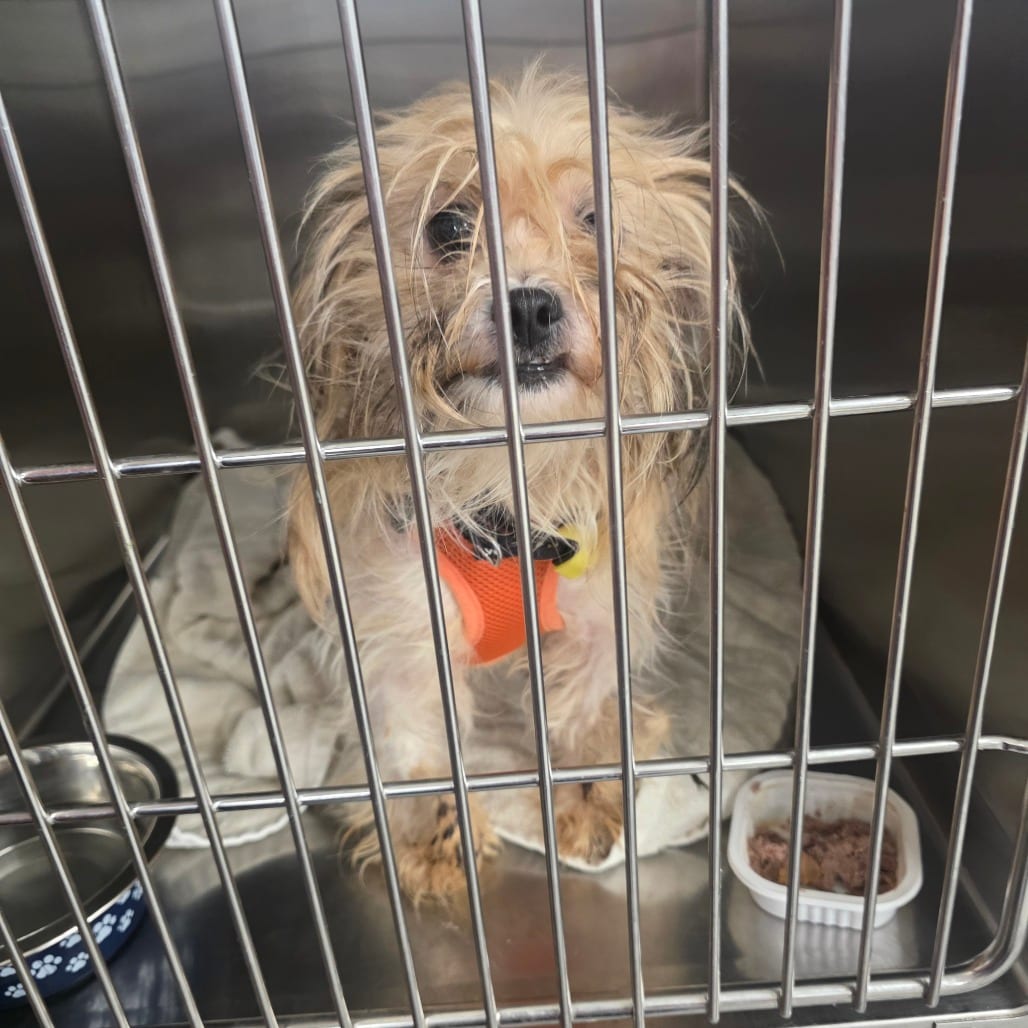 Photo of Roo Roo D12678, adoptable Terrier, Yorkshire, Yorkie / Shih Tzu in Princeton area, Minnesota