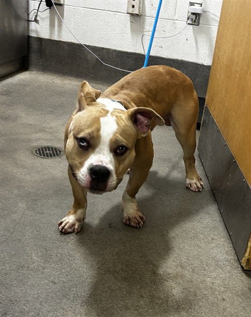 Photo of Ben, adoptable Pit Bull Terrier in Forestville, Maryland