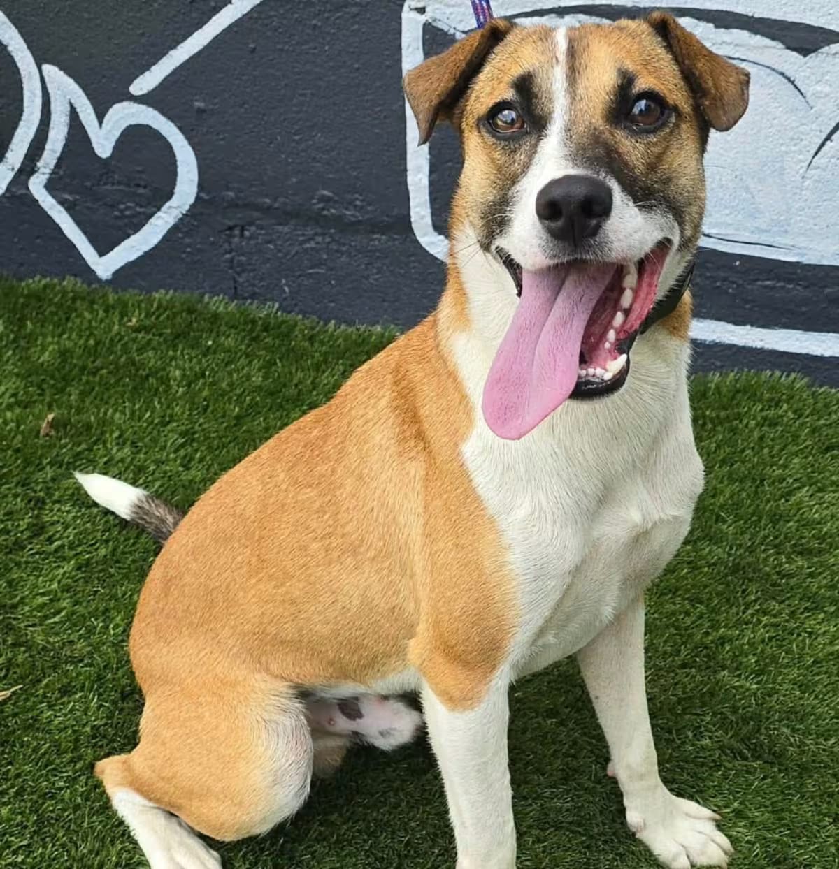 Photo of FOSTER NEEDED - Bay, adoptable Terrier (Unknown Type, Medium)/Mixed Breed (Medium) in Staten Island, New York