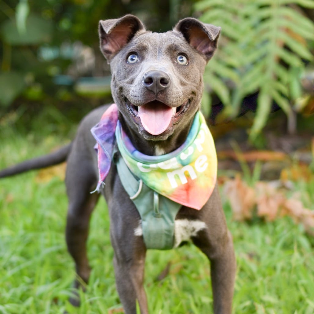 Photo of Luna, adoptable Mixed Breed (Medium) / Mixed Breed (Small)