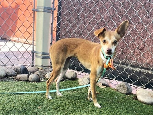 Photo of Maxi, adoptable Chihuahua in Phoenix, Arizona
