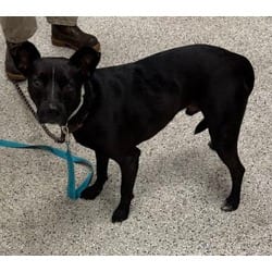 Photo of Diggory, adoptable Mixed Breed (Medium) in Kansas City, Missouri