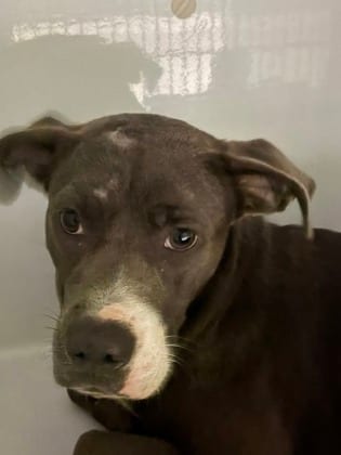 Photo of Coachella, adoptable dog in Atlanta, Georgia