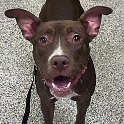Photo of Poptropica, adoptable American Pit Bull Terrier in Golden, Colorado