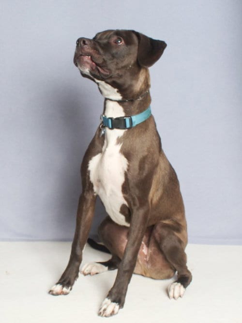 Photo of Mozzy, adoptable Pit Bull Terrier in Burbank, California