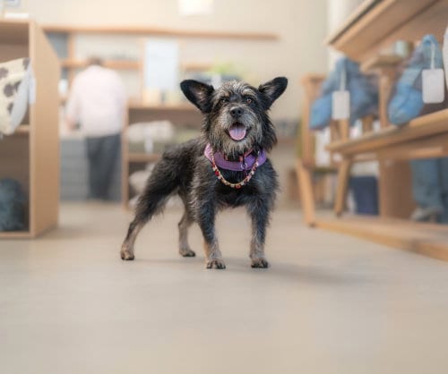 Photo of Nora, adoptable Terrier in Marina Del Rey, California