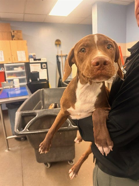 Photo of Mikey, adoptable Labrador Retriever in Phoenix, Arizona