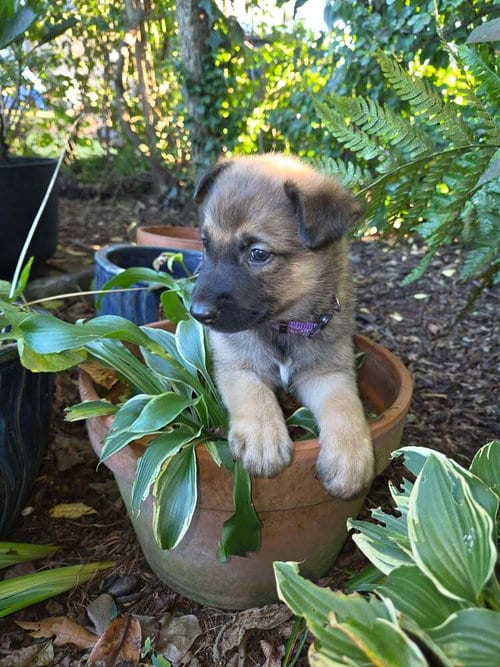 Photo of Pumpkins Litter Cider - Located in SC, adoptable Belgian Shepherd Malinois in Imlay City, Michigan