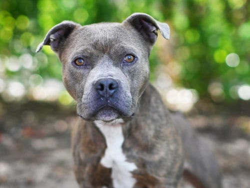 Photo of Rolo, adoptable American Staffordshire Terrier in Tavares, Florida