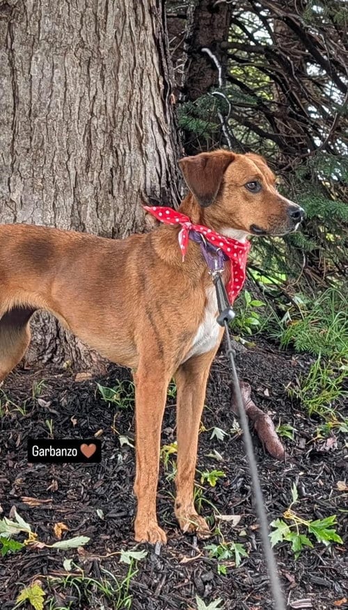 Photo of Barbie, adoptable Redbone Coonhound in Westwood, New Jersey