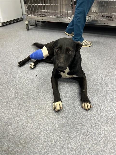 Photo of Maggie, adoptable Border Collie in Bakersfield, California