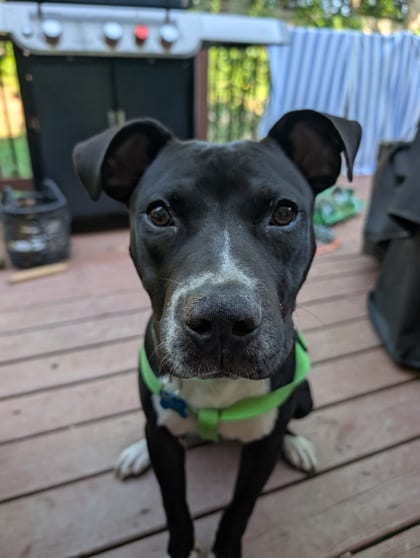 Photo of MSTJ McCluster, adoptable dog in Chamblee, Georgia