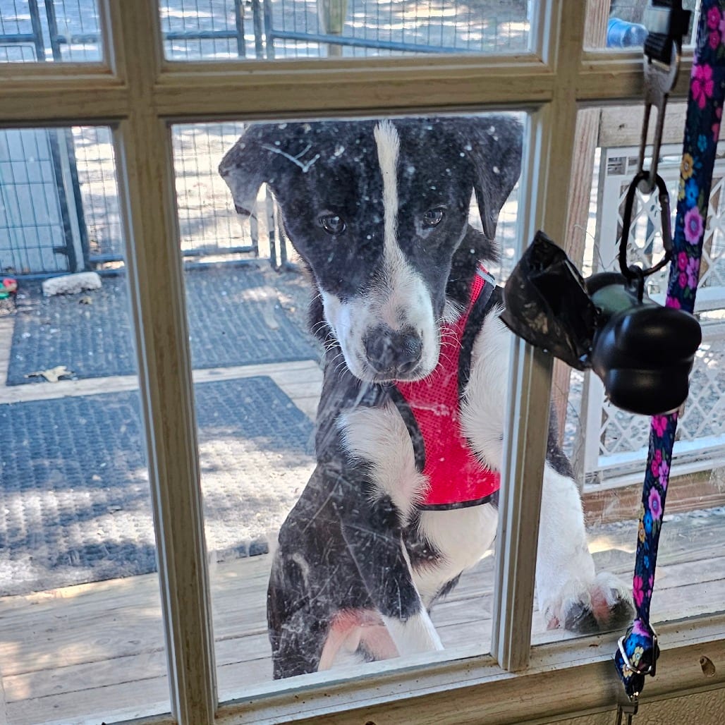 Photo of M_Valentino, adoptable Mixed Breed (Medium) in Mount Vernon, Arkansas