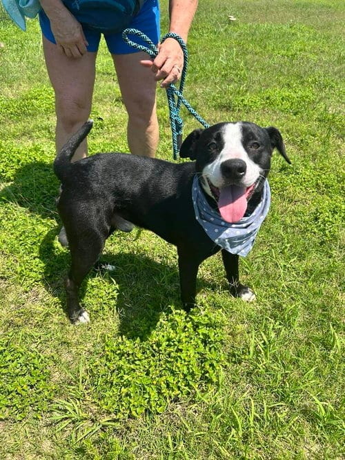 Photo of Stevens, adoptable Terrier in Abbeville, Louisiana