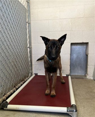 Photo of Lil Schae, adoptable Belgian Shepherd Malinois in Lompoc, California