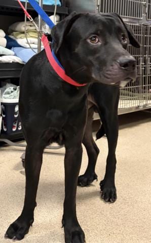 Photo of Cody, adoptable Labrador Retriever in Riverside, California