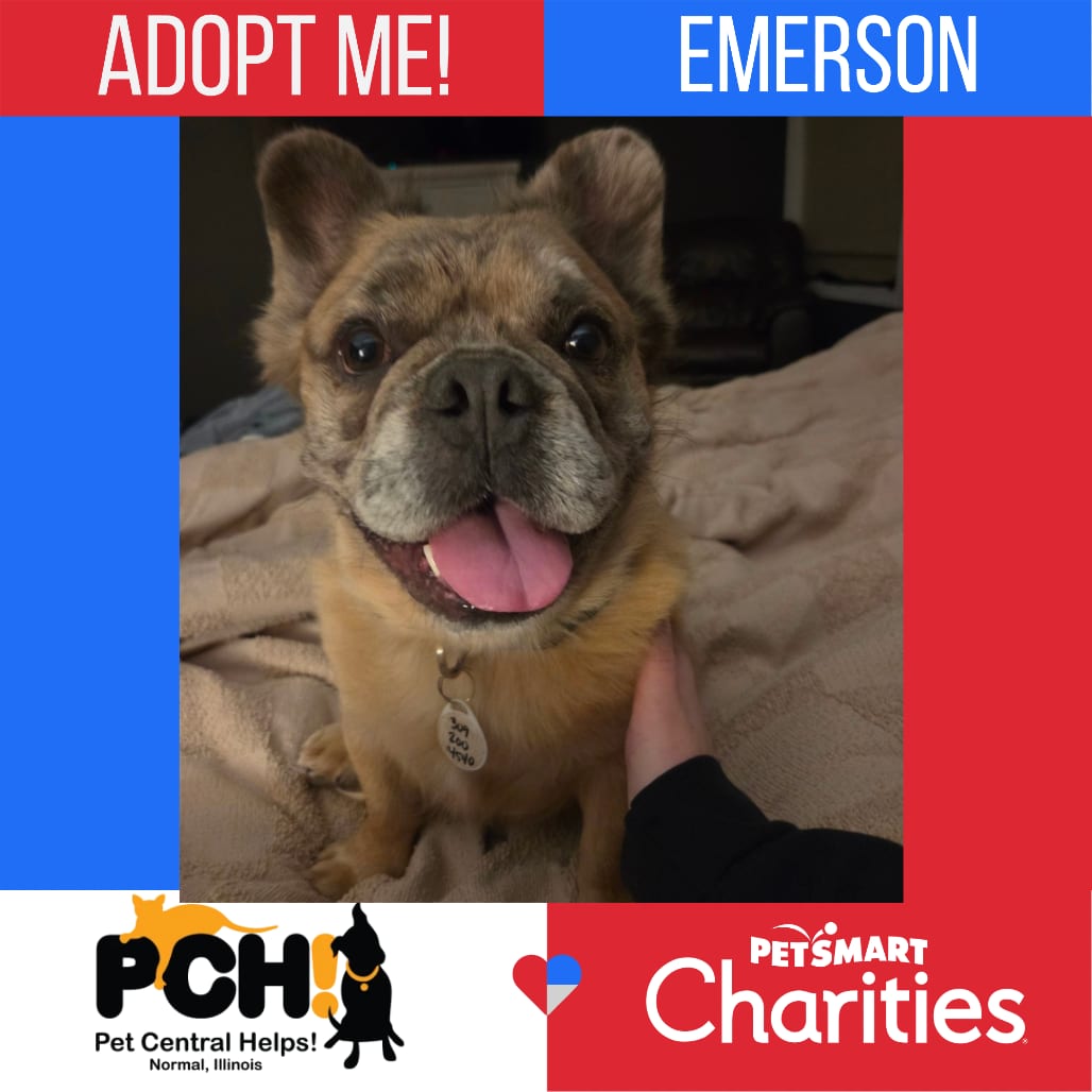 Photo of Emerson, adoptable Bulldog, French in Normal, Illinois
