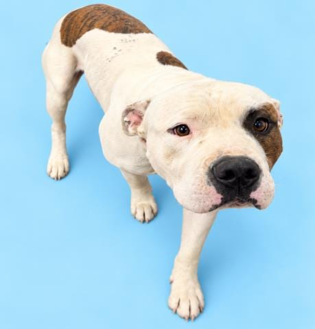 Photo of Sprocket, adoptable American Bulldog in HESPERIA, California