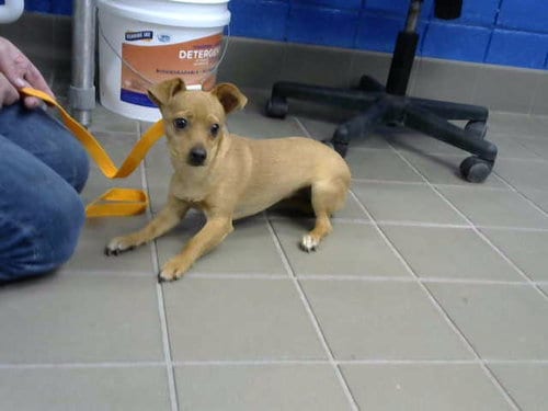 Photo of Chichi, adoptable Chihuahua in Albuquerque, New Mexico