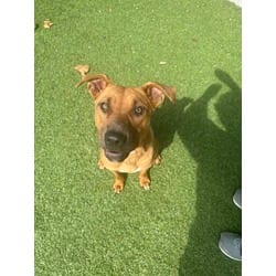 Photo of Teacher, adoptable Mixed Breed (Medium) in Baton Rouge, Louisiana