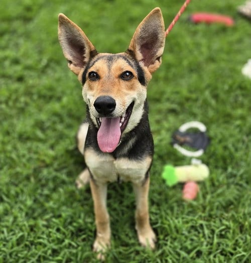 Photo of Ruby Red Hope, adoptable German Shepherd Dog in Yardley, Pennsylvania