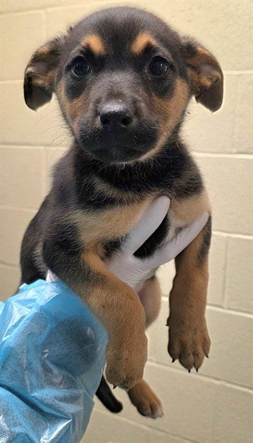 Photo of Clover, adoptable German Shepherd Dog in Thousand Palms, California