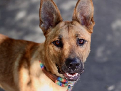 Photo of Misty, adoptable Rhodesian Ridgeback in Los Angeles, California